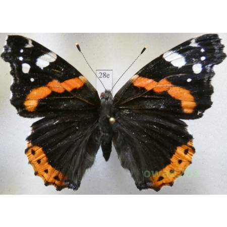 Vanessa atalanta (Linnaeus, 1758) Poland28e
